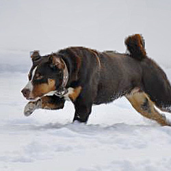 Appenzeller Sennenhund beim Laufen