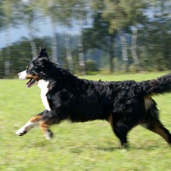 Berner Sennenhund beim Laufen