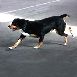 Entlebucher Sennenhund beim Laufen