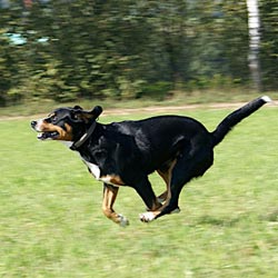 Grosser Schweizer Sennenhund läuft