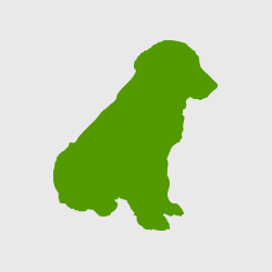 Appenzeller Sennenhund Welpe im Profil