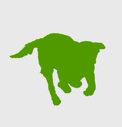 Swissydog Sennenhund Welpe im Profil